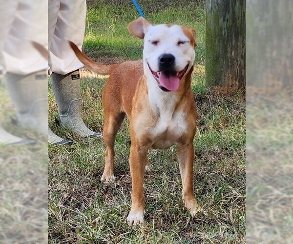 Medium Photo #1 Mutt Puppy For Sale in Wetumpka, AL, USA