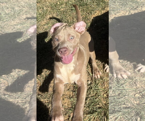 Medium Photo #2 Bulldog-Unknown Mix Puppy For Sale in Wetumpka, AL, USA