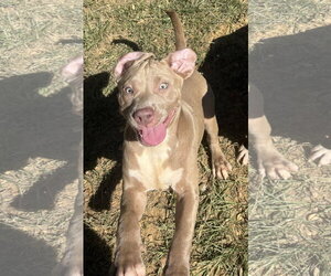261515  Shelby - Female Bulldog-Unknown Mix Dog for Adoption - Photo #2