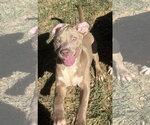Small Photo #2 Bulldog-Unknown Mix Puppy For Sale in Wetumpka, AL, USA