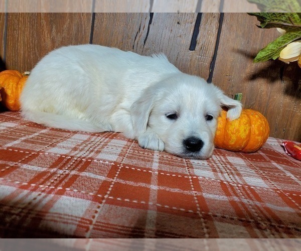 Medium Photo #7 English Cream Golden Retriever Puppy For Sale in PEYTON, CO, USA