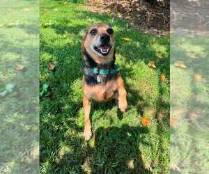 Mutt Dogs for adoption in Candler, NC, USA