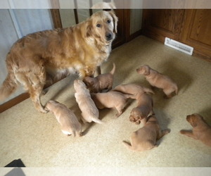 Golden Retriever Puppy for sale in OMRO, WI, USA