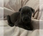 Small Photo #2 American Pit Bull Terrier Puppy For Sale in miami, FL, USA