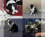 Small Photo #2 Boston Terrier Puppy For Sale in CHULA VISTA, CA, USA
