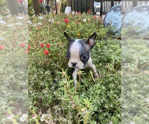 Boston Terrier Puppy for sale in FREDONIA, KS, USA
