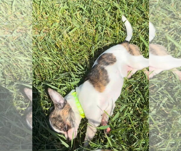 Medium Photo #5 Chihuahua-Unknown Mix Puppy For Sale in Grafton, WI, USA
