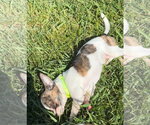 Small #4 Chihuahua Mix