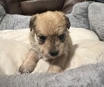 Puppy Rolo Maltipoo-Yorkshire Terrier Mix