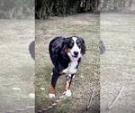 Small Photo #1 Miniature Bernedoodle Puppy For Sale in GERMANTOWN, OH, USA