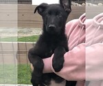 Small Photo #9 German Shepherd Dog Puppy For Sale in OSTRANDER, OH, USA