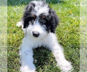Aussiedoodle Miniature  Dogs for adoption in BOYDS, MD, USA