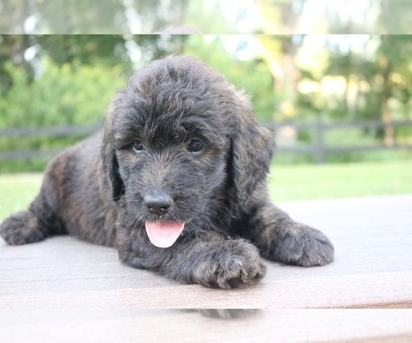 Medium Photo #7 Goldendoodle Puppy For Sale in KNOB NOSTER, MO, USA