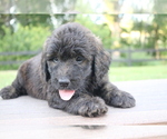 Small #6 Goldendoodle