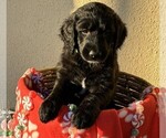 Small Photo #24 Goldendoodle Puppy For Sale in FORT LAUDERDALE, FL, USA