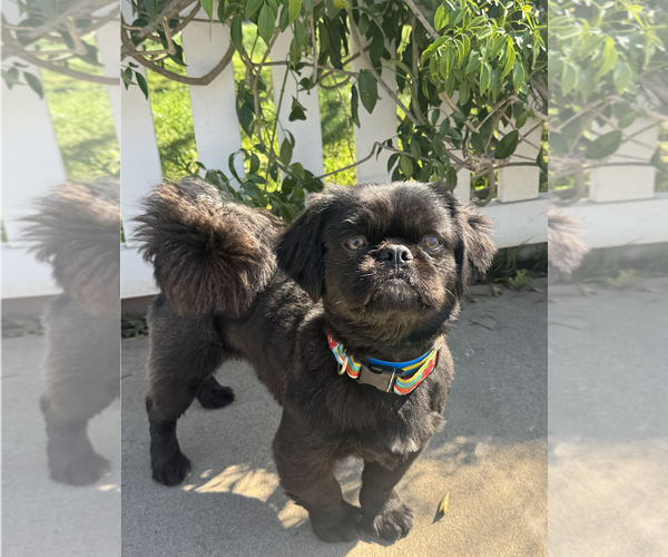 Medium Photo #3 Pekingese Puppy For Sale in Newport Beach, CA, USA