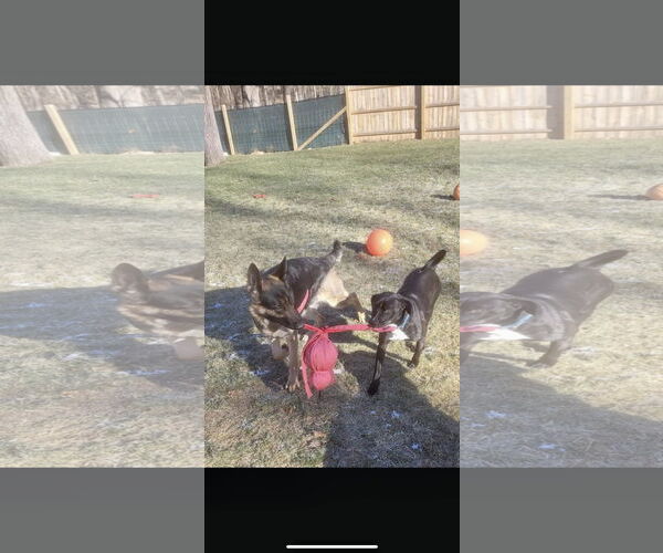 Medium Photo #4 Labbe Puppy For Sale in Bridgewater, NJ, USA