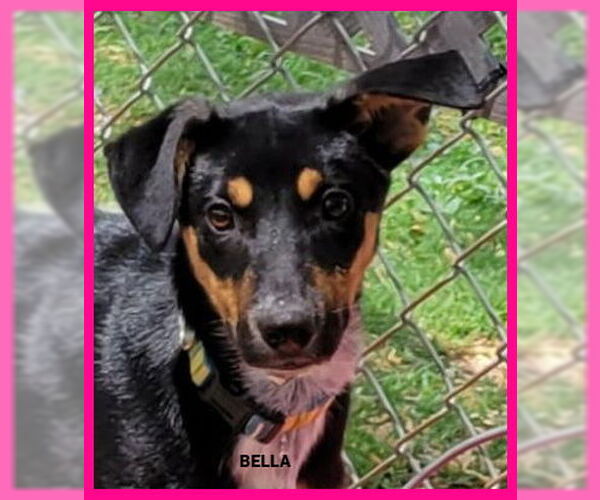Medium Photo #2 Mutt Puppy For Sale in Granbury, TX, USA