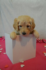 Goldendoodle Puppy for sale in LINWOOD, NY, USA