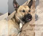 Small Photo #2 Mutt Puppy For Sale in Rockaway, NJ, USA
