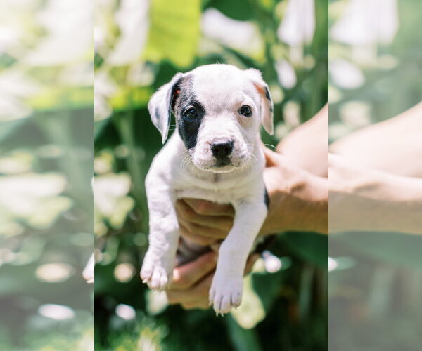 Medium Photo #1 Mutt Puppy For Sale in Mount Pleasant, SC, USA