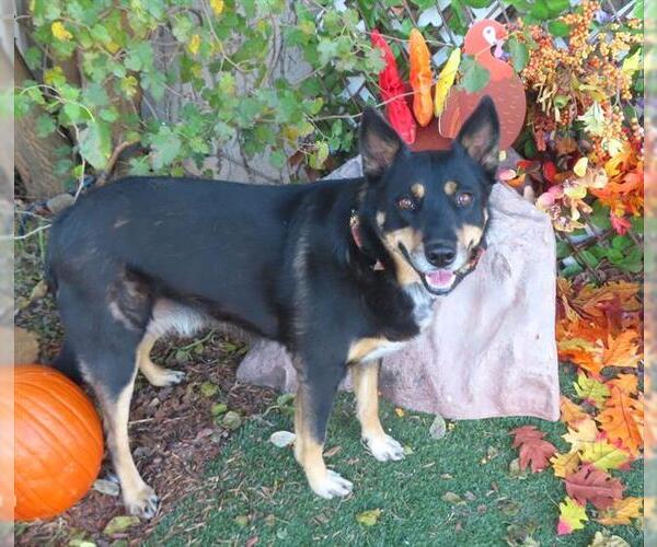Medium Photo #1 German Shepherd Dog-Unknown Mix Puppy For Sale in Oklahoma City, OK, USA
