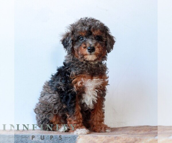 Medium Photo #4 Poodle (Miniature) Puppy For Sale in LITITZ, PA, USA