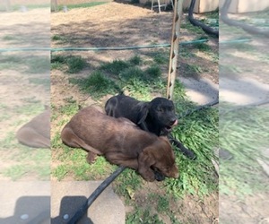 Labrador Retriever Litter for sale in OMAHA, NE, USA