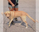 Small #3 Mutt