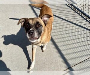 Australian Shepherd-Unknown Mix Dogs for adoption in Tulsa, OK, USA