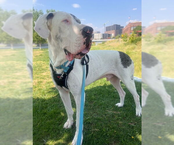 Medium Photo #2 Great Dane Puppy For Sale in Lakewood, CO, USA