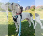 Small #1 Great Dane