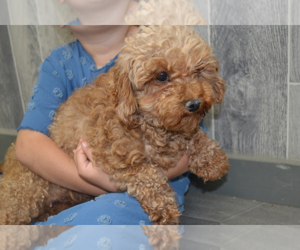 Medium Photo #1 Cavapoo Puppy For Sale in GREENWOOD, WI, USA