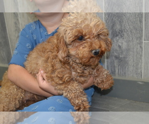 Mother of the Cavapoo puppies born on 05/03/2025