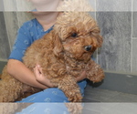 Small Photo #1 Cavapoo Puppy For Sale in GREENWOOD, WI, USA