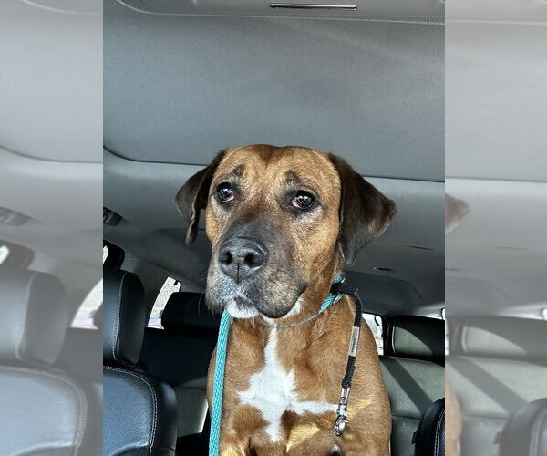 Medium Photo #4 Rhodesian Ridgeback-Unknown Mix Puppy For Sale in Boston, MA, USA