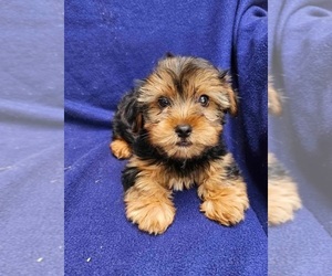 Medium Yorkshire Terrier