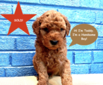 Puppy Teddy Goldendoodle