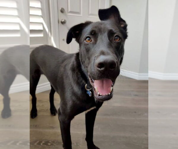 Medium Photo #2 German Shepherd Dog-Unknown Mix Puppy For Sale in Corona, CA, USA