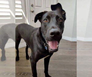 Chirp - Male German Shepherd Dog-Unknown Mix Dog for Adoption - Photo #2