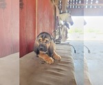 Small Photo #2 Bloodhound Puppy For Sale in NEW PORT RICHEY, FL, USA