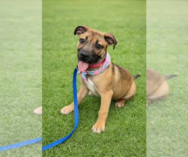 Medium Photo #2 Black Mouth Cur-Boxer Mix Puppy For Sale in Euless, TX, USA