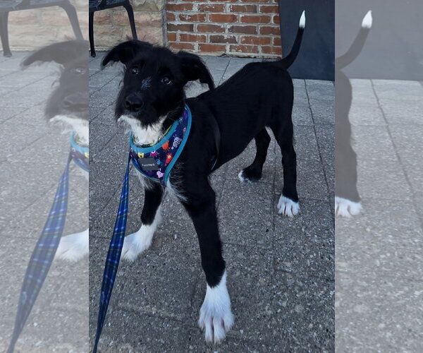 Medium Photo #6 Poodle (Standard)-Unknown Mix Puppy For Sale in Clarkston, MI, USA