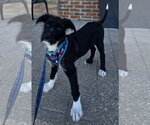 Small #5 Poodle (Standard) Mix