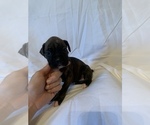 Small Photo #7 Boxer Puppy For Sale in STAMPING GROUND, KY, USA