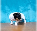 Small Photo #4 Jack Russell Terrier Puppy For Sale in SHAWNEE, OK, USA