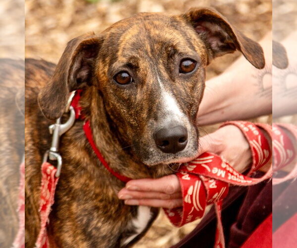 Medium Photo #1 Greyhound-Unknown Mix Puppy For Sale in Canton, CT, USA