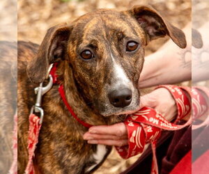 Greyhound-Unknown Mix Dogs for adoption in Canton, CT, USA