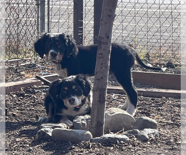 Medium Photo #7 Bernese Mountain Dog-Unknown Mix Puppy For Sale in Sandy, UT, USA