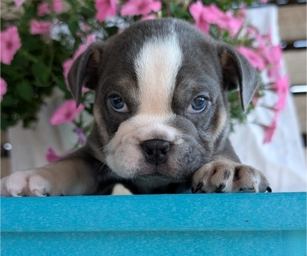 Medium Photo #2 English Bulldog Puppy For Sale in GOSHEN, IN, USA